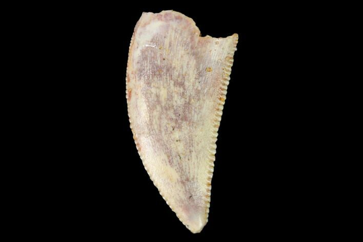 Serrated, Raptor Tooth - Real Dinosaur Tooth #159006
